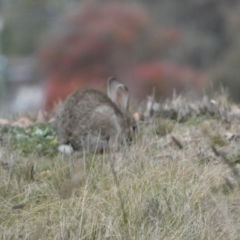 Oryctolagus cuniculus at Queanbeyan West, NSW - 25 Jul 2022