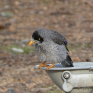 Manorina melanocephala at Queanbeyan West, NSW - 25 Jul 2022