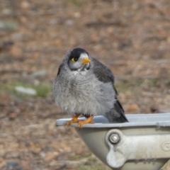 Manorina melanocephala at Queanbeyan West, NSW - 25 Jul 2022 04:23 PM