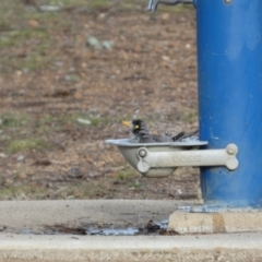 Manorina melanocephala at Queanbeyan West, NSW - 25 Jul 2022 04:23 PM