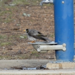 Manorina melanocephala at Queanbeyan West, NSW - 25 Jul 2022