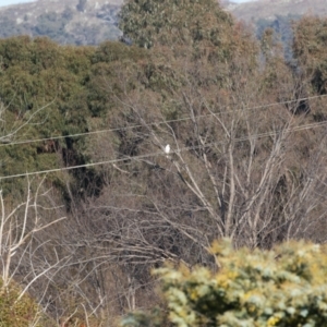 Accipiter novaehollandiae at Fyshwick, ACT - 22 Jul 2022