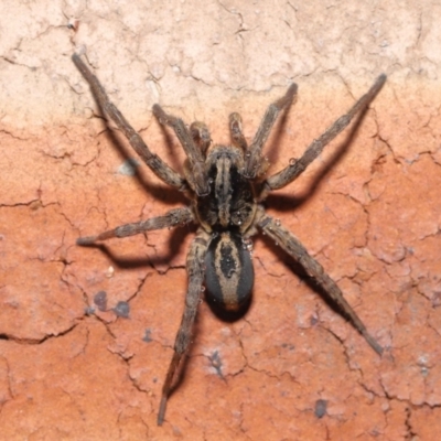 Venatrix speciosa (Wolf spider) at Evatt, ACT - 21 Jul 2022 by TimL