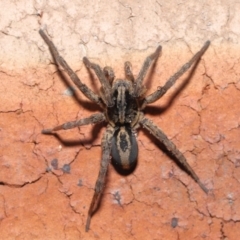 Venatrix speciosa (Wolf spider) at Evatt, ACT - 21 Jul 2022 by TimL