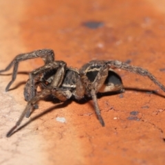 Venatrix speciosa at Evatt, ACT - 21 Jul 2022