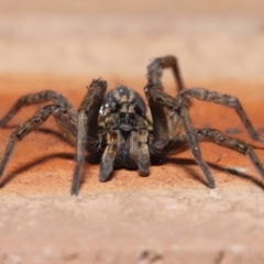 Venatrix speciosa at Evatt, ACT - 21 Jul 2022