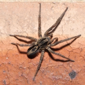 Venatrix speciosa at Evatt, ACT - 21 Jul 2022