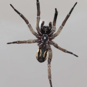 Venatrix speciosa at Evatt, ACT - 21 Jul 2022