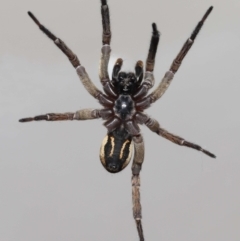 Venatrix speciosa (Wolf spider) at Evatt, ACT - 21 Jul 2022 by TimL