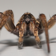 Venatrix speciosa at Evatt, ACT - 21 Jul 2022