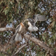 Elanus axillaris (Black-shouldered Kite) at Symonston, ACT - 3 Jul 2022 by rawshorty