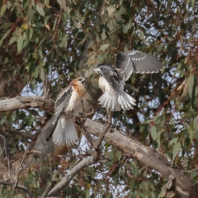 Elanus axillaris (Black-shouldered Kite) at Symonston, ACT - 3 Jul 2022 by rawshorty