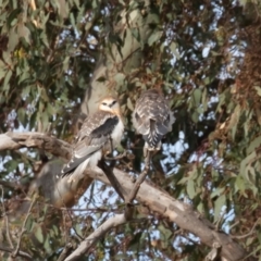 Elanus axillaris at Symonston, ACT - 3 Jul 2022