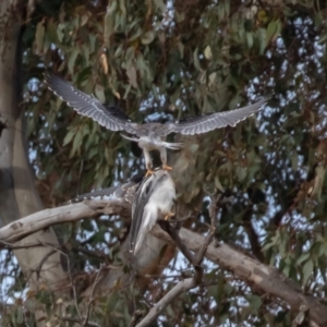 Elanus axillaris at Symonston, ACT - 3 Jul 2022