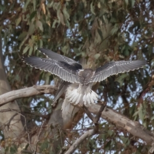 Elanus axillaris at Symonston, ACT - 3 Jul 2022