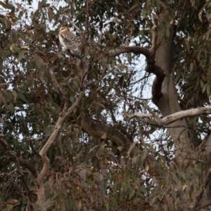 Elanus axillaris at Symonston, ACT - 3 Jul 2022