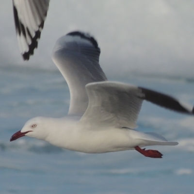 Chroicocephalus novaehollandiae (Silver Gull) at Merimbula, NSW - 18 Jul 2020 by michaelb