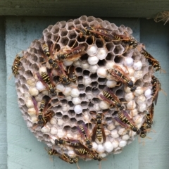 Polistes (Polistes) chinensis (Asian paper wasp) at Jerrabomberra Wetlands - 6 Feb 2018 by PeterA