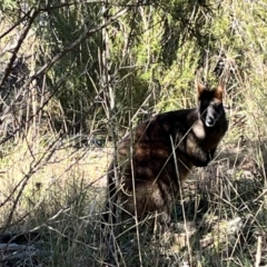 Wallabia bicolor (Swamp Wallaby) at Ginninderry Conservation Corridor - 27 Jul 2022 by JasonC