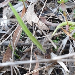 Caladenia actensis (Canberra Spider Orchid) at Watson, ACT by gregbaines