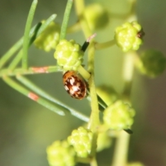 Peltoschema delicatulum (Leaf beetle) at Red Hill, ACT - 27 Jul 2022 by LisaH