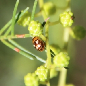 Peltoschema delicatulum at Red Hill, ACT - 27 Jul 2022