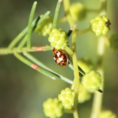 Peltoschema delicatulum at Red Hill, ACT - 27 Jul 2022 03:22 PM