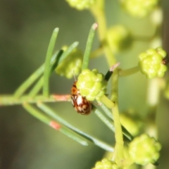 Peltoschema delicatulum at Red Hill, ACT - 27 Jul 2022