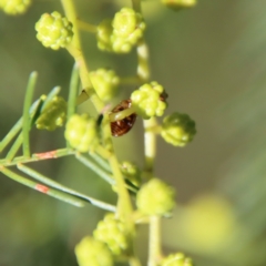 Peltoschema delicatulum at Red Hill, ACT - 27 Jul 2022 03:22 PM