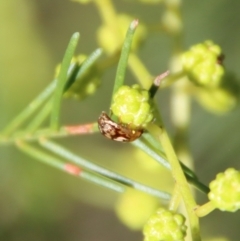 Peltoschema delicatulum at Red Hill, ACT - 27 Jul 2022 03:22 PM