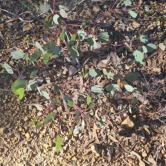 Eucalyptus blakelyi (Blakely's Red Gum) at QPRC LGA - 24 May 2022 by campen