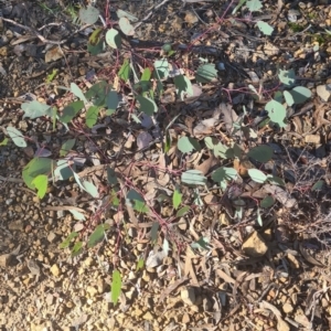 Eucalyptus blakelyi at Jerrabomberra, NSW - 24 May 2022 10:39 AM