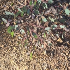 Eucalyptus blakelyi at Jerrabomberra, NSW - 24 May 2022 10:39 AM