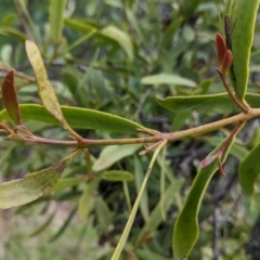 Muellerina eucalyptoides (Creeping Mistletoe) at South West Woodland Nature Reserve - 25 Jul 2022 by Darcy