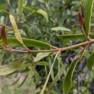 Muellerina eucalyptoides at Urana, NSW - 25 Jul 2022 02:54 PM