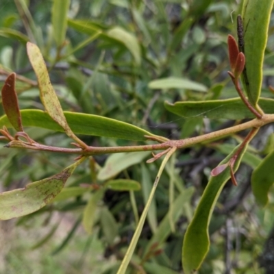 Muellerina eucalyptoides (Creeping Mistletoe) at Urana, NSW - 25 Jul 2022 by Darcy