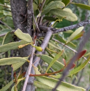 Muellerina eucalyptoides at Urana, NSW - 25 Jul 2022