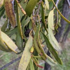 Muellerina eucalyptoides at Urana, NSW - 25 Jul 2022