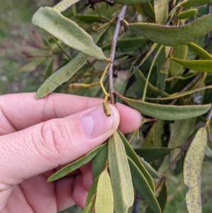 Muellerina eucalyptoides at Urana, NSW - 25 Jul 2022 02:54 PM