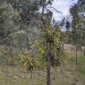 Muellerina eucalyptoides at Urana, NSW - 25 Jul 2022 02:54 PM