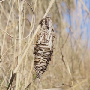 Oiketicus sp. (genus) at Theodore, ACT - 27 Jul 2022