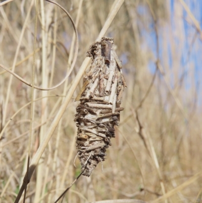 Oiketicus sp. (genus) (A case moth) at Tuggeranong Hill - 27 Jul 2022 by owenh