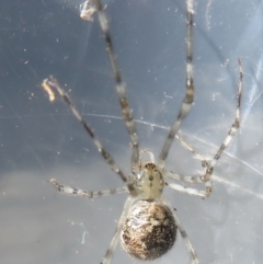 Cryptachaea gigantipes at Narrabundah, ACT - 30 Jun 2022 10:56 AM