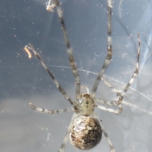 Cryptachaea gigantipes at Narrabundah, ACT - 30 Jun 2022