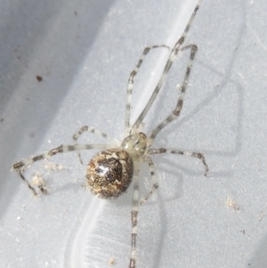 Cryptachaea gigantipes at Narrabundah, ACT - 30 Jun 2022 10:56 AM