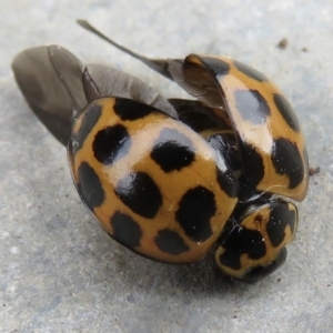 Harmonia conformis at Narrabundah, ACT - 3 Jul 2022