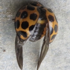 Harmonia conformis at Narrabundah, ACT - 3 Jul 2022