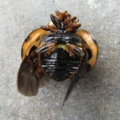 Harmonia conformis at Narrabundah, ACT - 3 Jul 2022