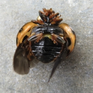 Harmonia conformis at Narrabundah, ACT - 3 Jul 2022