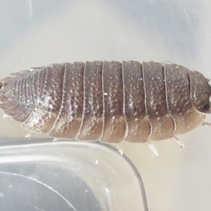 Porcellio scaber at Narrabundah, ACT - 7 Jul 2022 11:09 AM